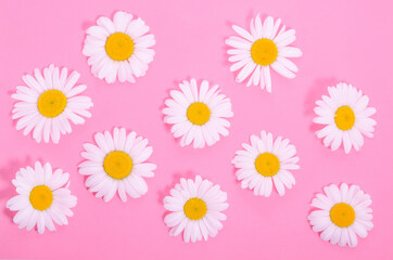 Pattern of chamomile flowers on a pink background