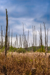 Obraz premium dry trees in the swamp