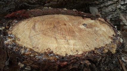 Cut tree trunk - 01