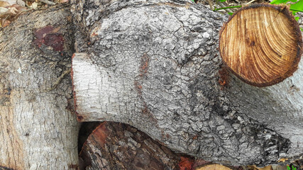 Cut trees and textures - 02