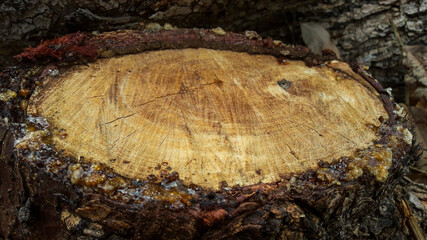 tree trunk texture