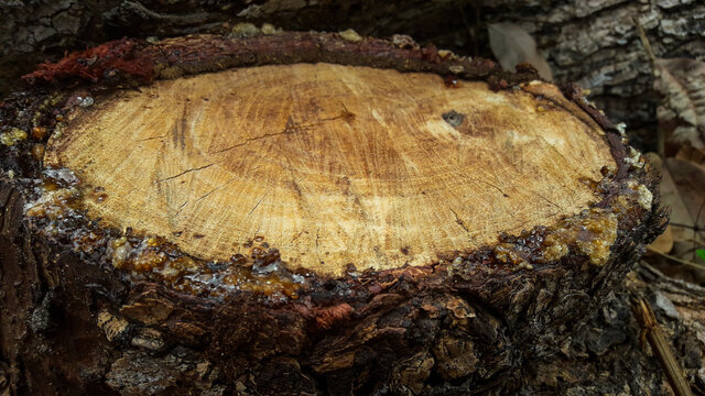 trunk of a tree