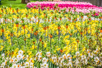 Keukenhof Lisse Niederlande Holland