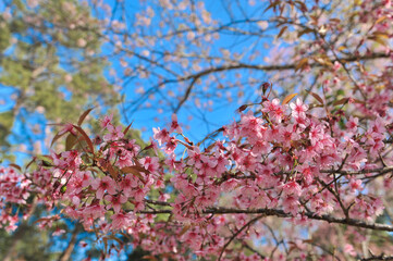 Obraz premium Prunus cerasoides in selective focus point