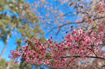 Prunus cerasoides in selective focus point