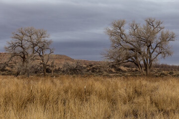 Barren trees sitting in yellow grass field in open desert range on cloudy day in rural New Mexico
