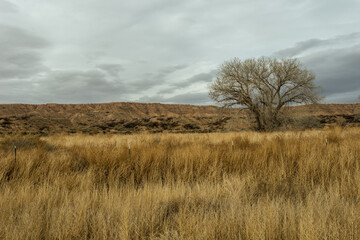 Obraz premium Flat mesa plateau with tree sitting in yellow grass field in open desert range on cloudy day in rural New Mexico