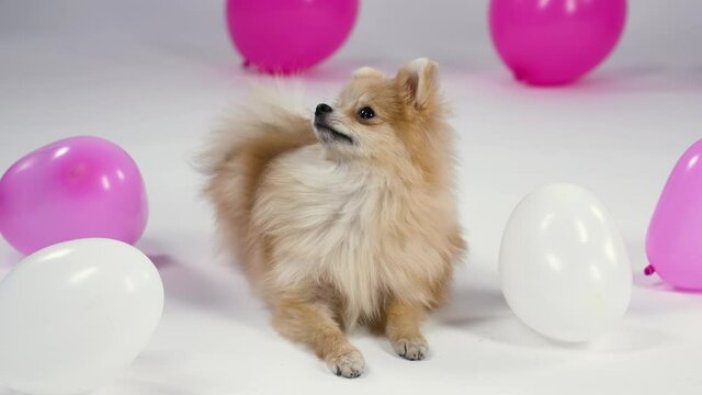A pygmy Pomeranian Spitz lies in the studio on a gray background surrounded by pink and white balloons. The pet lifted its head up and carefully examines something. Slow motion. Close up.