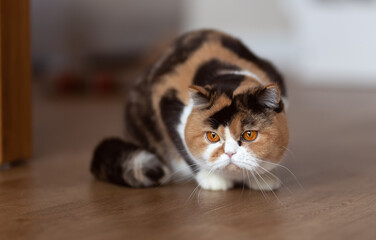 Luxus Katze BKH vom Züchter edel und imposant