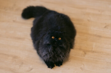 Britisch Langhaar Katze imposant und edel schwarzer Panther mit orangen Augen