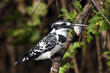The pied kingfisher (Ceryle rudis) sitting on thorny branch with a fish in its beak.Black and white...