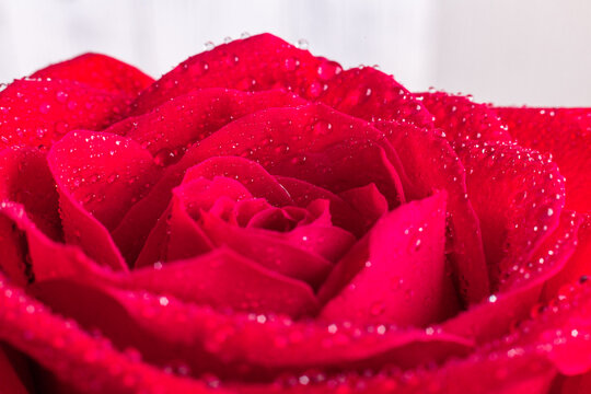 Petal of red rose with water drops. Close-up - Image