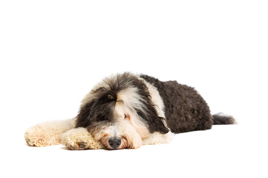 Sheepadoodle dog isolated on white