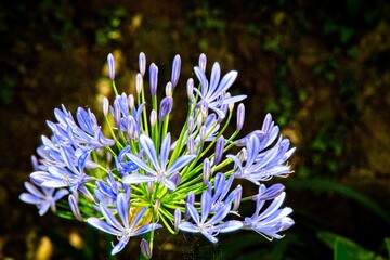 blue flowers in the garden