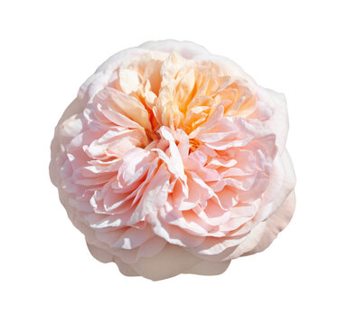 English Rose Isolated On White Background. Delicate Peach And Pink Color