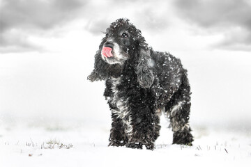 Cocker spaniel in the snow