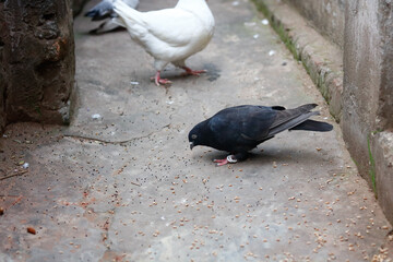 Top view of doves eating corn outdoors