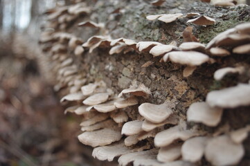 A tree in the forest