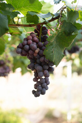 Fototapeta premium grapes ready for harvest. Ripening bunch of grapes on vines growing in vineyard