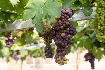  grapes ready for harvest. Ripening bunch of grapes on vines growing in vineyard