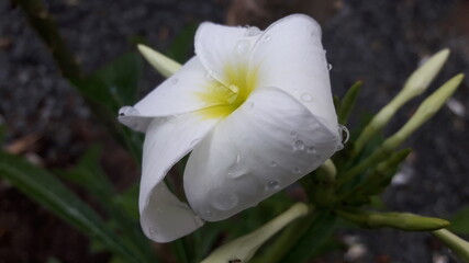 white spring flower
