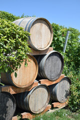 5 Weinf&auml;sser im Weinberg