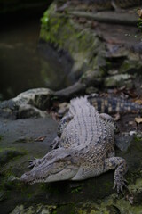 crocodile in the water