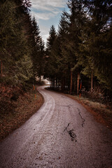 Waldstraße im Herbst