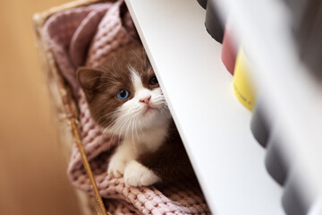 Luxus Katze BKH vom Züchter edel und imposant