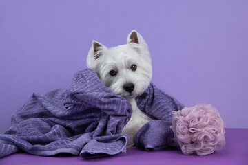 Cute West Highland White Terrier dog on purple background after bath. Dog wrapped in a violet towel. Pet grooming concept. Copy Space. Place for text