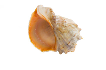 Marine light yellow orange gastropod seashell close-up on white background