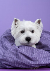 Cute West Highland White Terrier dog on purple background after bath. Dog wrapped in a violet towel. Pet grooming concept. Copy Space. Place for text