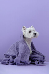 Cute West Highland White Terrier dog on purple background after bath. Dog wrapped in a violet towel. Pet grooming concept. Copy Space. Place for text