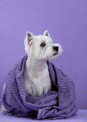 Cute West Highland White Terrier dog on purple background after bath. Dog wrapped in a violet towel. Pet grooming concept. Copy Space. Place for text