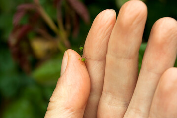 A female gardener examines a plant infected with aphids. Green aphid on hand.