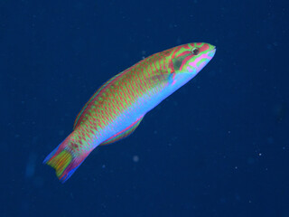 ニシキベラとオトメベラの交雑種