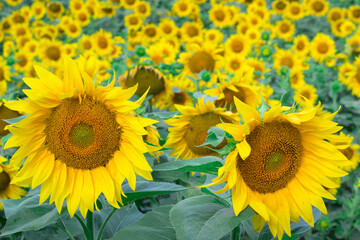 Fototapeta na wymiar Colorful bright orange sunflowers on countryside summer field meadow