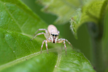 spider on a leaf