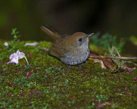 Ruddy-capped Nightingale-Thrush