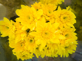 beautiful flowers picture suitable for use in graphics about love, marriage, and Valentine's Day.