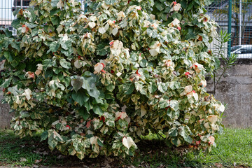 Buisson d'Acalypha Wilkesiana - Guyane française
