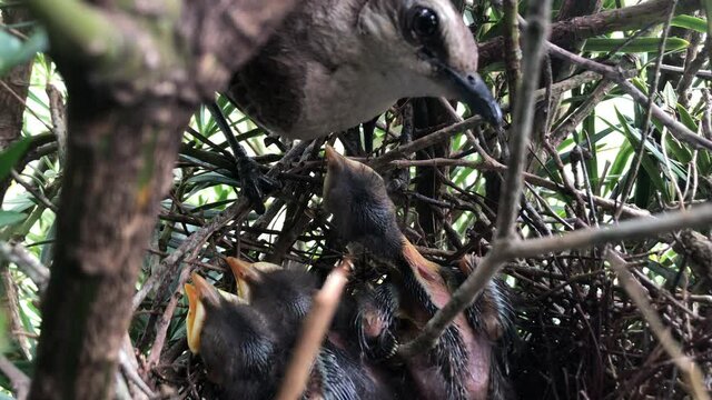 Hungry Hatchling Of Chalk-browed Mockingbird Looking And Waiting For Food From Its Mother In Nest. - close up