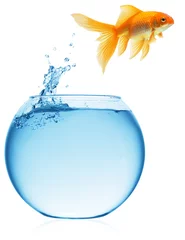 Fotobehang goldfish jumping out of the water © lotus_studio