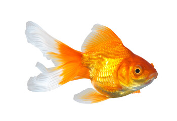 Gold Fish isolated