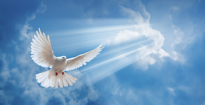 Dove In The Air With Wings Wide Open