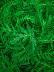 Close up of green leaves. Green floral background