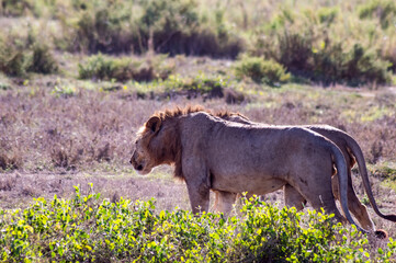 Two young male lion in the African savannah and guarding his territory