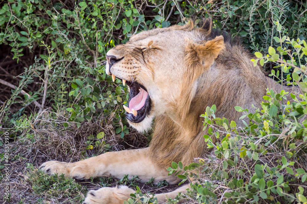 Canvas Prints Young male lion in the African savannah