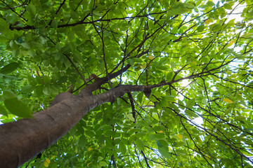 Fototapeta na wymiar View under the star fruit tree saw the green leaves spread widely