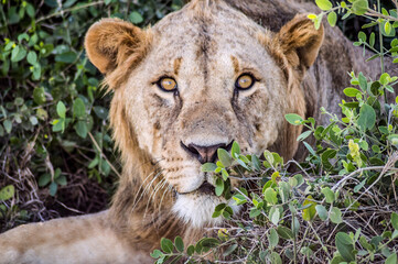 Young male lion in the African savannah and guarding his territory